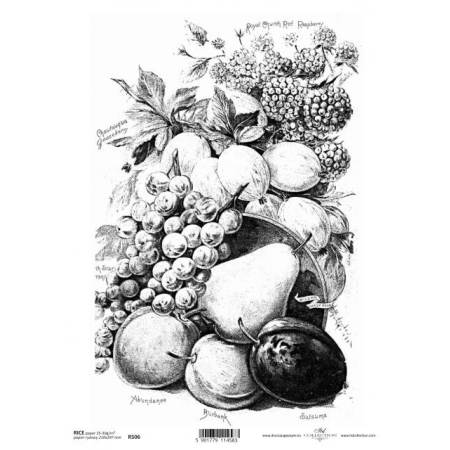 ryżówka czarno biała martwa natura winogrona gruszki jabłka wiśnie śliwki